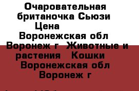 Очаровательная ,британочка Сьюзи › Цена ­ 10 000 - Воронежская обл., Воронеж г. Животные и растения » Кошки   . Воронежская обл.,Воронеж г.